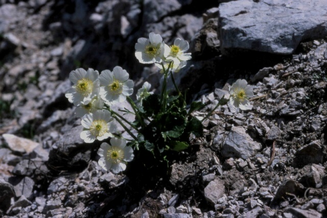Ranunculs glacialis e R. bilobus